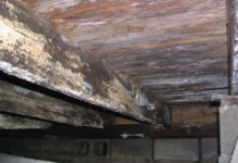 Reliable Attic Mold Removal Services In Algonquin And Barrington